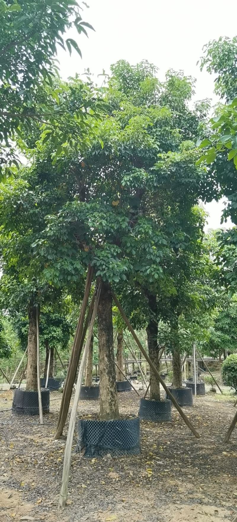 秋枫树/各种规格齐全