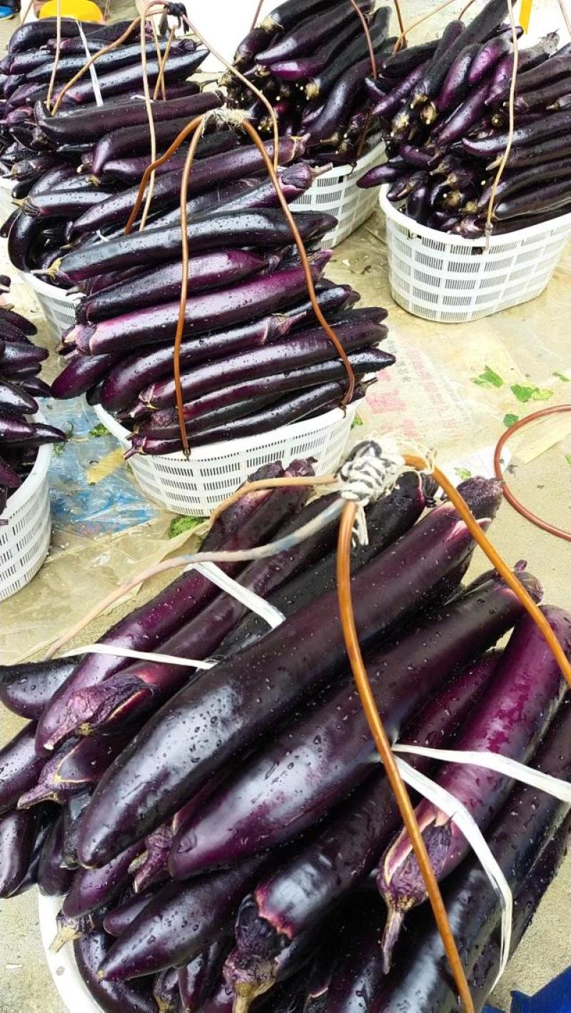 线茄茄子，保质保量，新鲜蔬菜，大量发货中