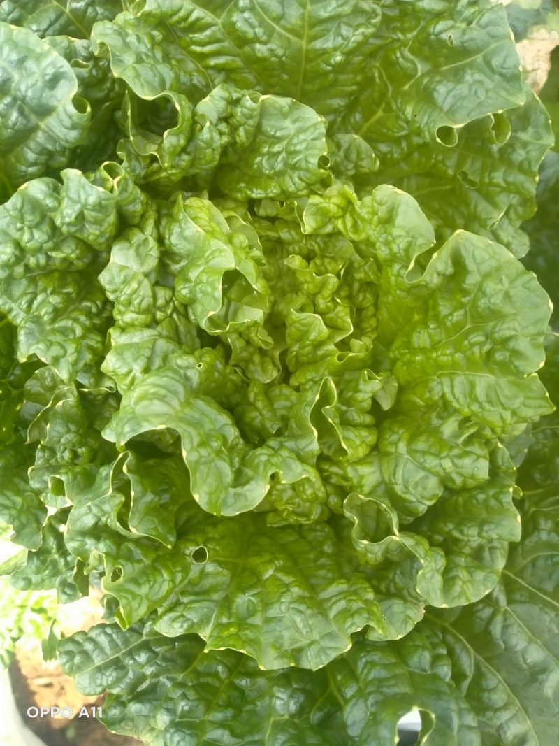 麻叶菜