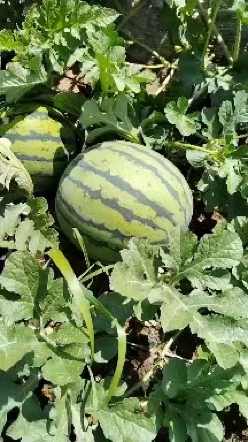 本地露天瓜8斤起步，大量有货