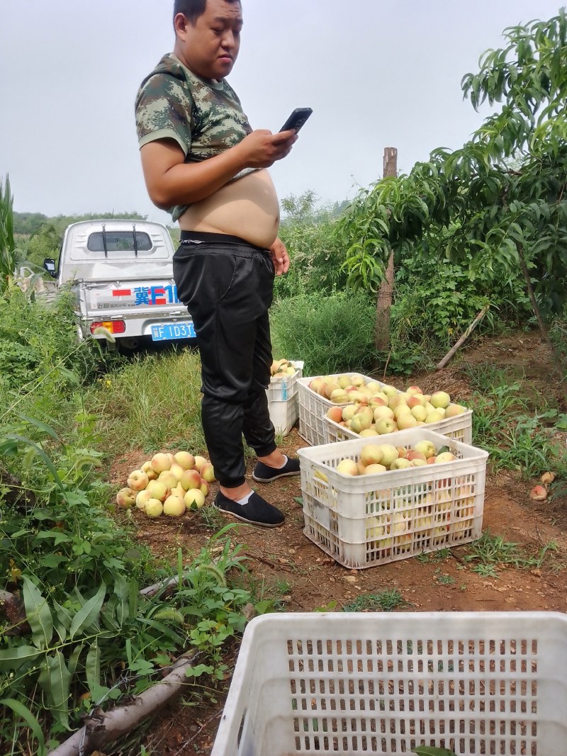 桃正宗北京十四号鲜桃，果大，色泽鲜艳，产地直供