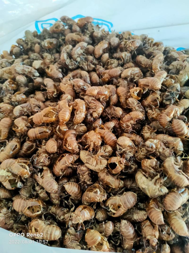 重庆山货蝉蜕