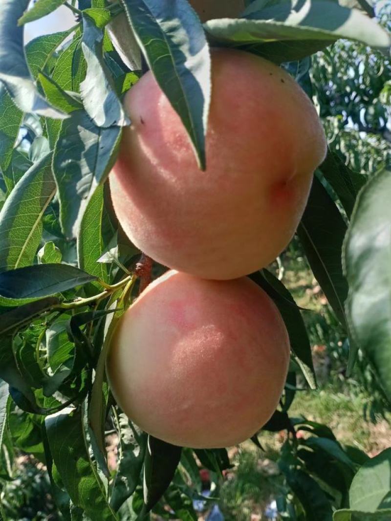 绿化九水蜜桃