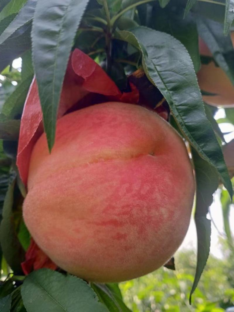 绿化九水蜜桃