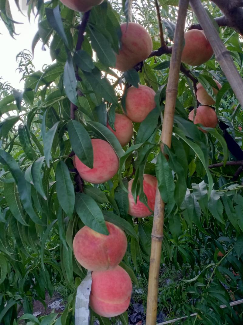 绿化九水蜜桃