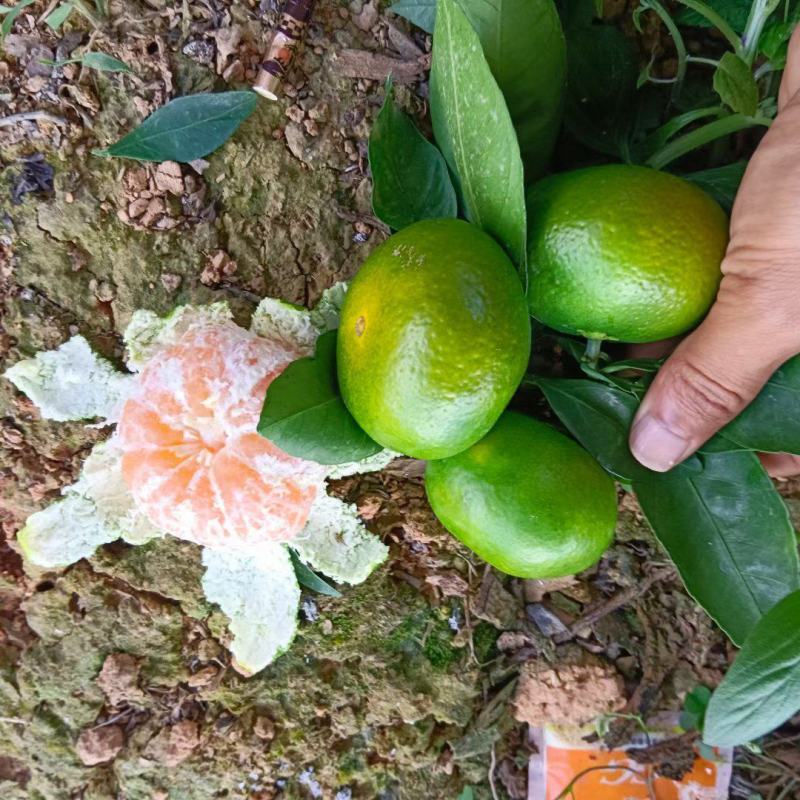 『精选』早熟蜜橘皮薄肉厚水分足产地批发可实地考察