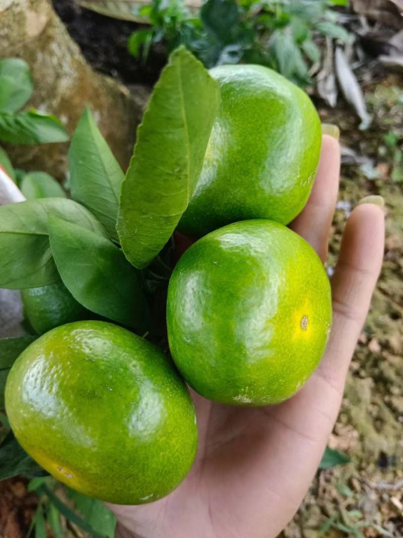 早熟蜜桔