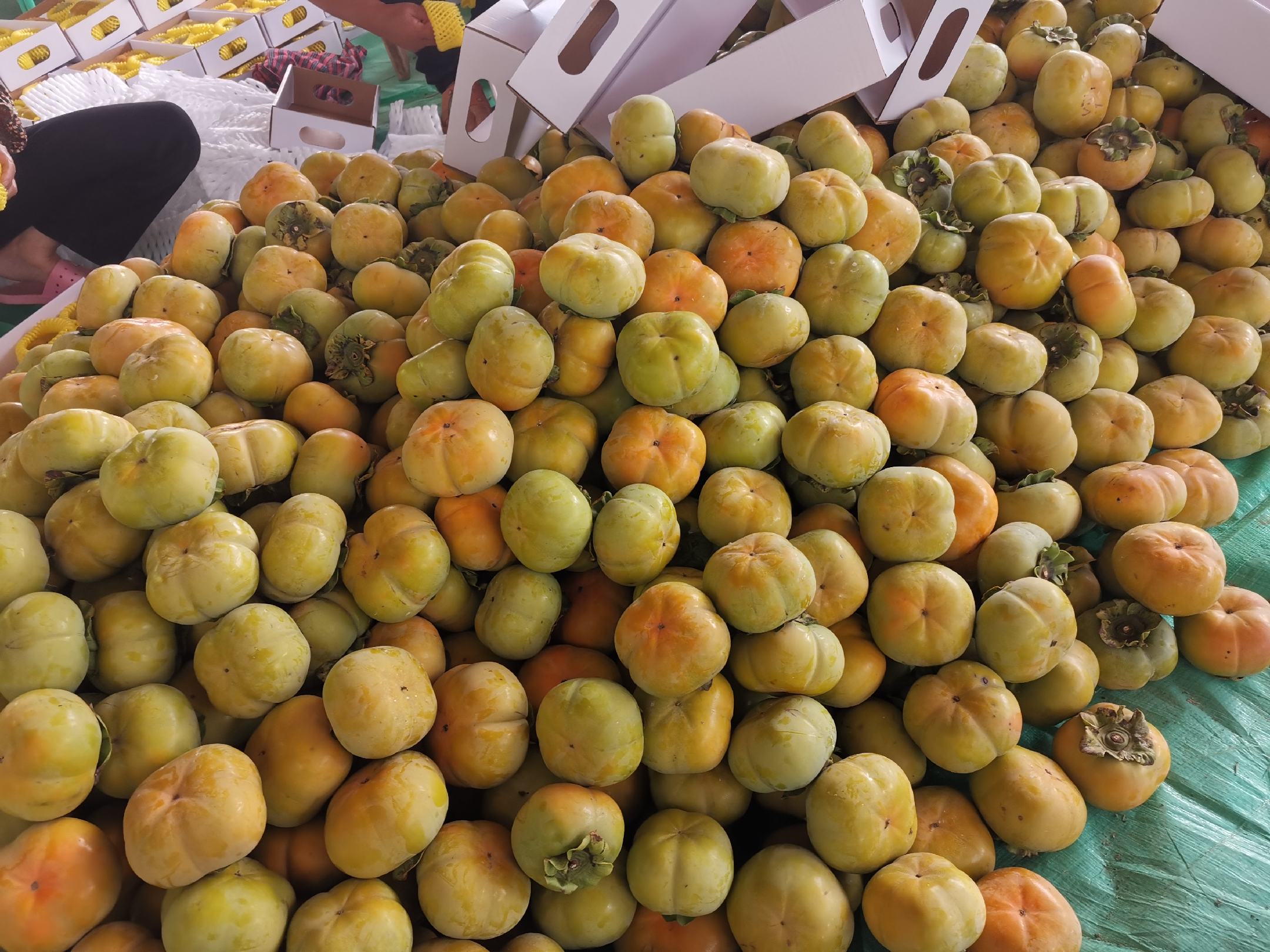 脆柿子特写