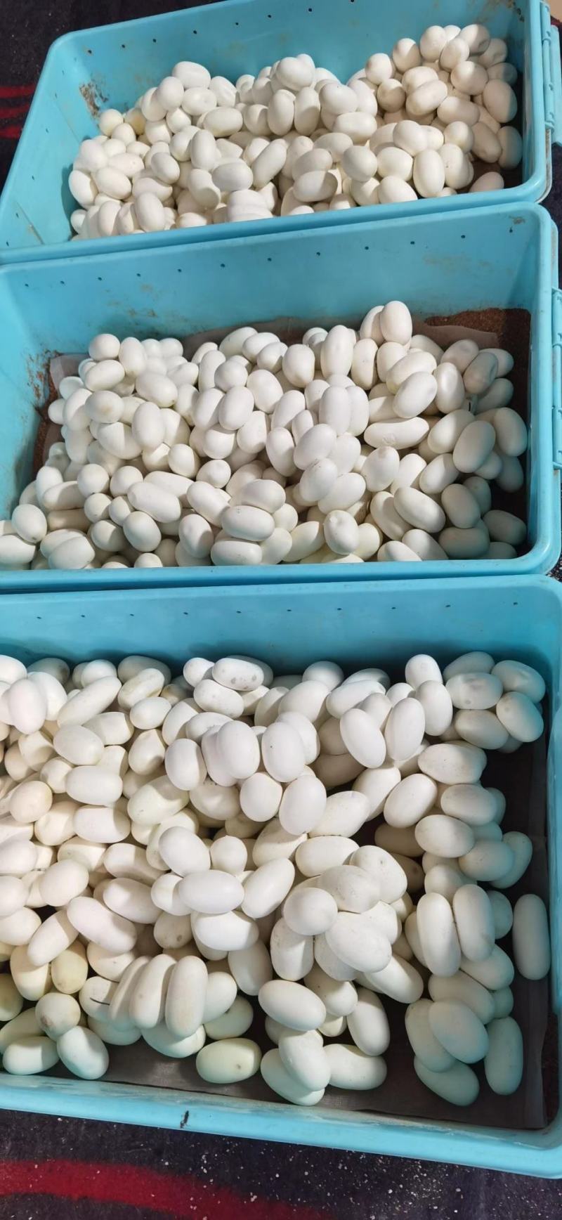 批量出售水律蛇蛋