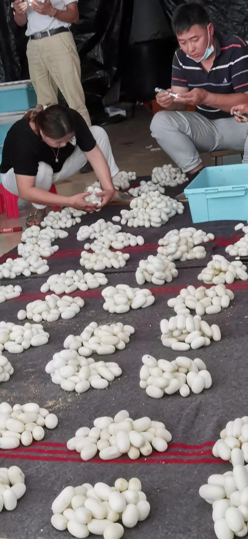 批量出售水律蛇蛋