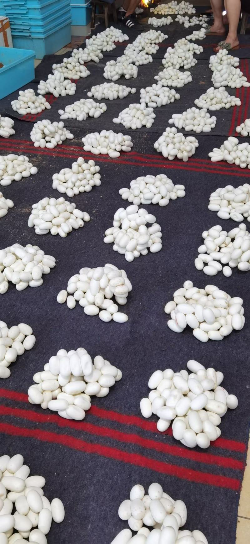 批量出售水律蛇蛋