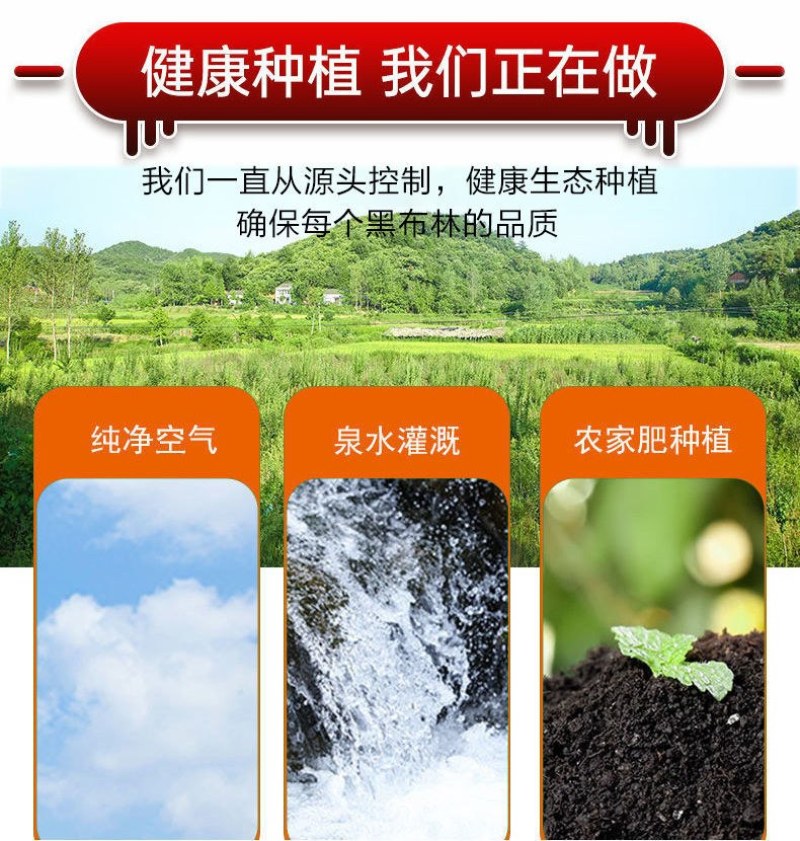 包邮）陕西黑布林新鲜10斤整箱应季酸甜孕妇水果三华李子