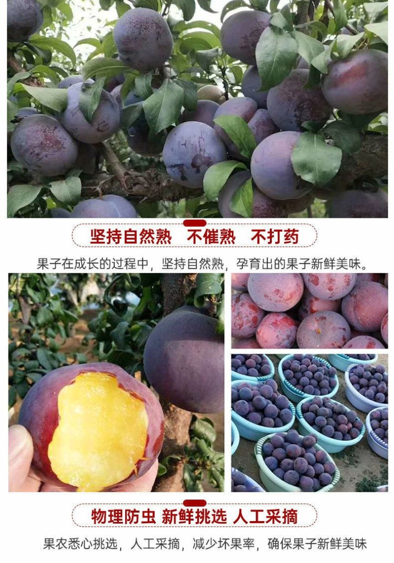 包邮）陕西黑布林新鲜10斤整箱应季酸甜孕妇水果三华李子