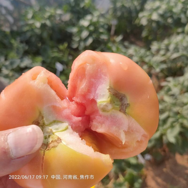嘉美3号番茄种子