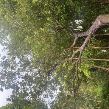 斜飘造型朴树米径35公分-44公分两棵漳州朴树种植基地