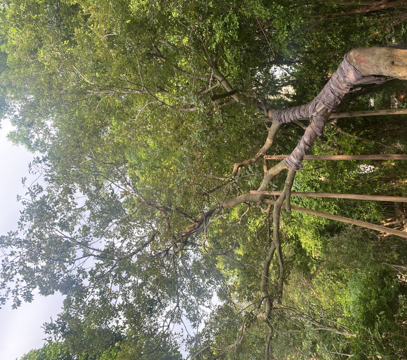 斜飘造型朴树米径35公分-44公分两棵漳州朴树种植基地