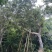 斜飘造型朴树米径35公分-44公分两棵漳州朴树种植基地