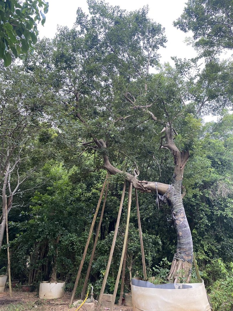 斜飘造型朴树米径35公分-44公分两棵漳州朴树种植基地