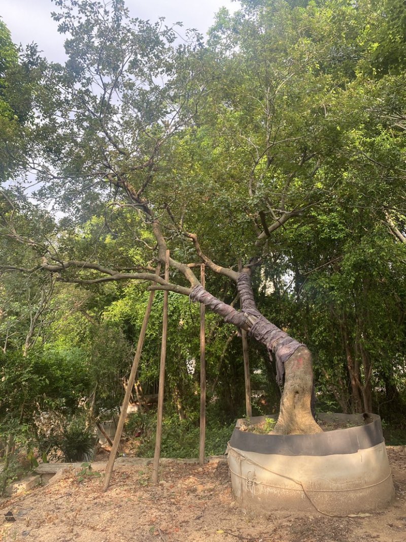 斜飘造型朴树米径35公分-44公分两棵漳州朴树种植基地