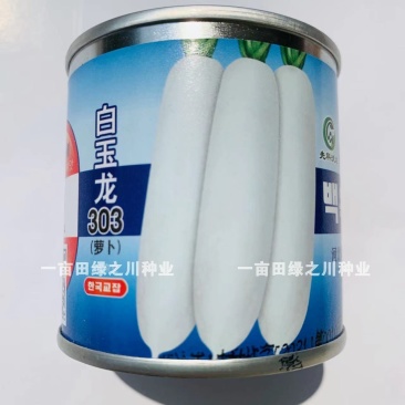 白玉303萝卜韩国引进杂交白萝卜种子圆筒形，根皮光滑