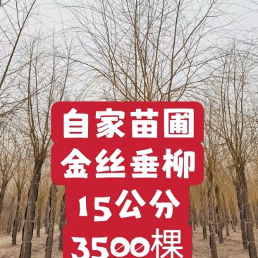 自家苗圃15-18公分金丝垂柳3500棵无中介绿曦苗圃