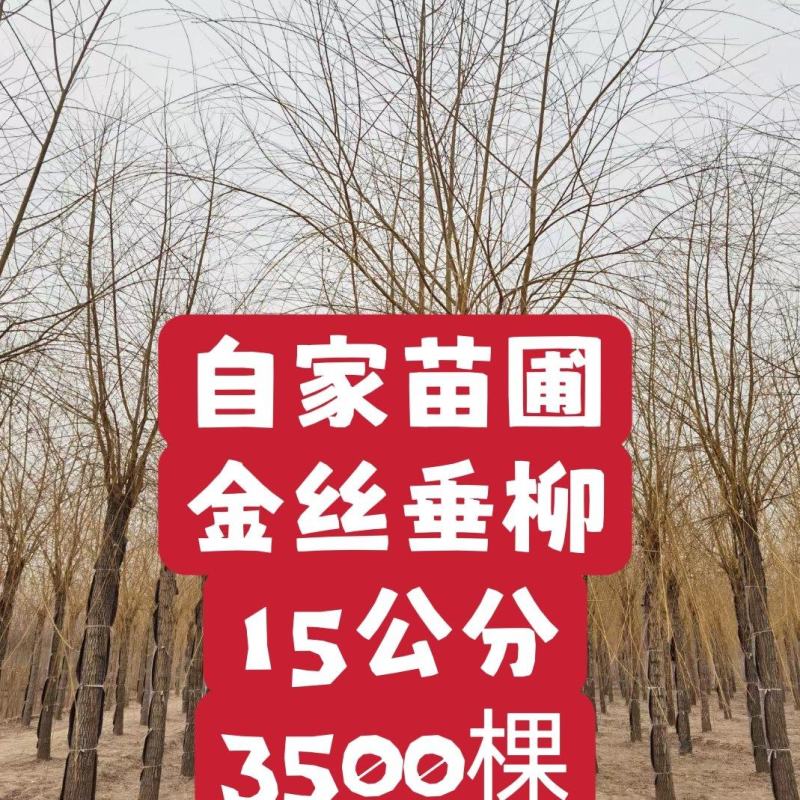 自家苗圃15-18公分金丝垂柳3500棵无中介绿曦苗圃