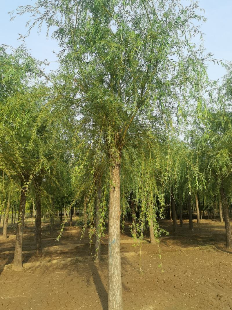 自家苗圃15-18公分金丝垂柳3500棵无中介绿曦苗圃