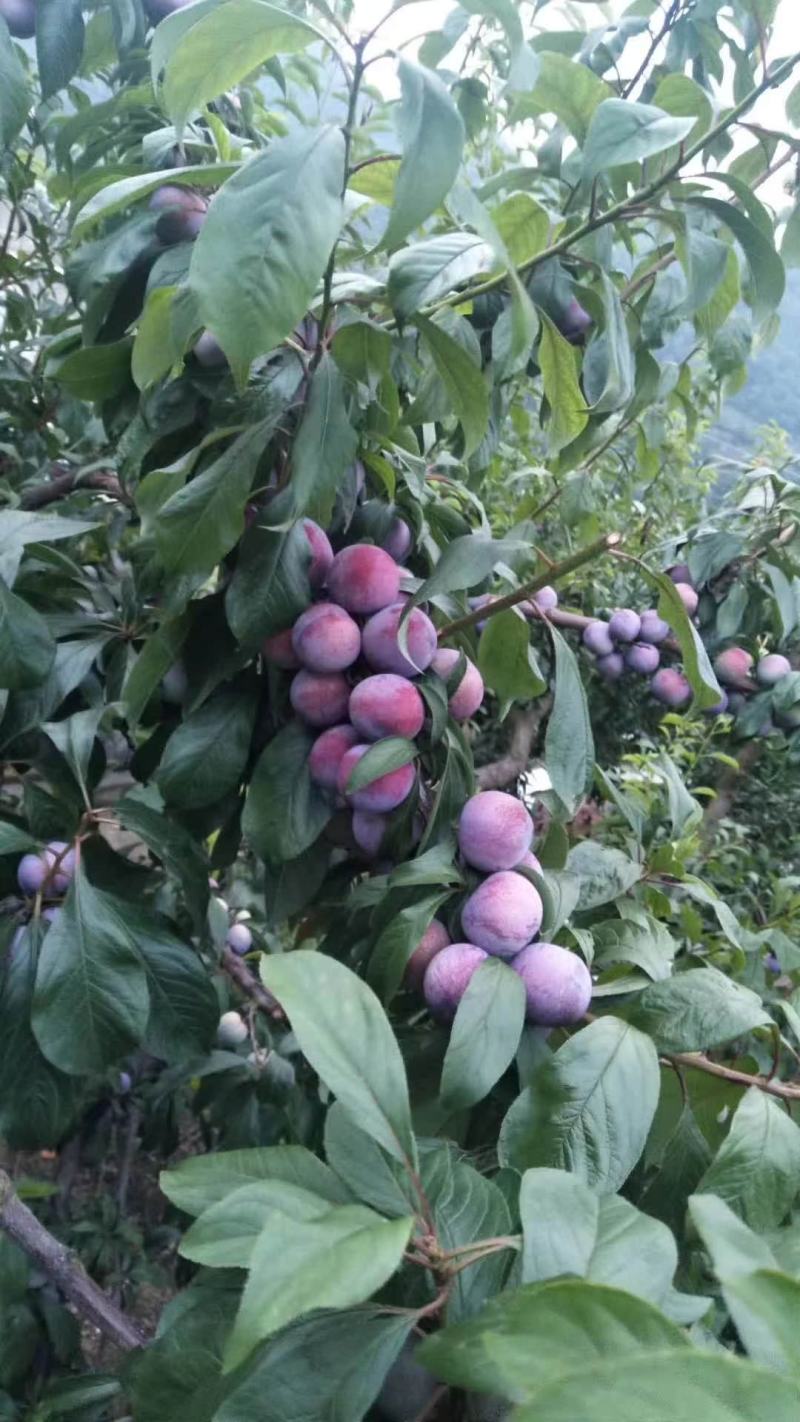 高山脆红李