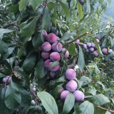 高山脆红李
