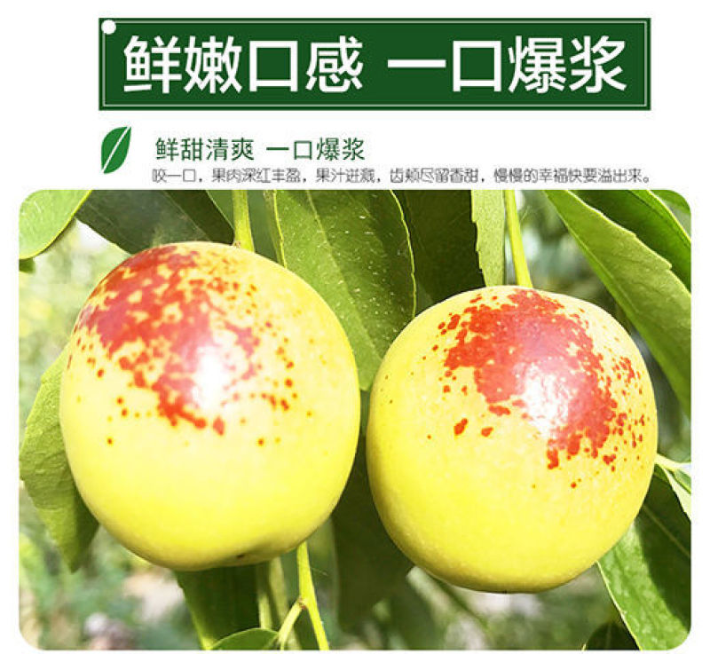 包邮【果园现摘】陕西大荔冬枣脆甜冬枣新鲜水果鲜枣大枣