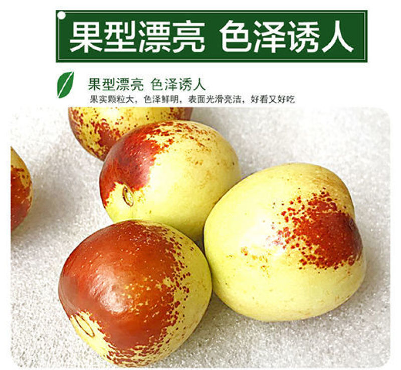 包邮【果园现摘】陕西大荔冬枣脆甜冬枣新鲜水果鲜枣大枣