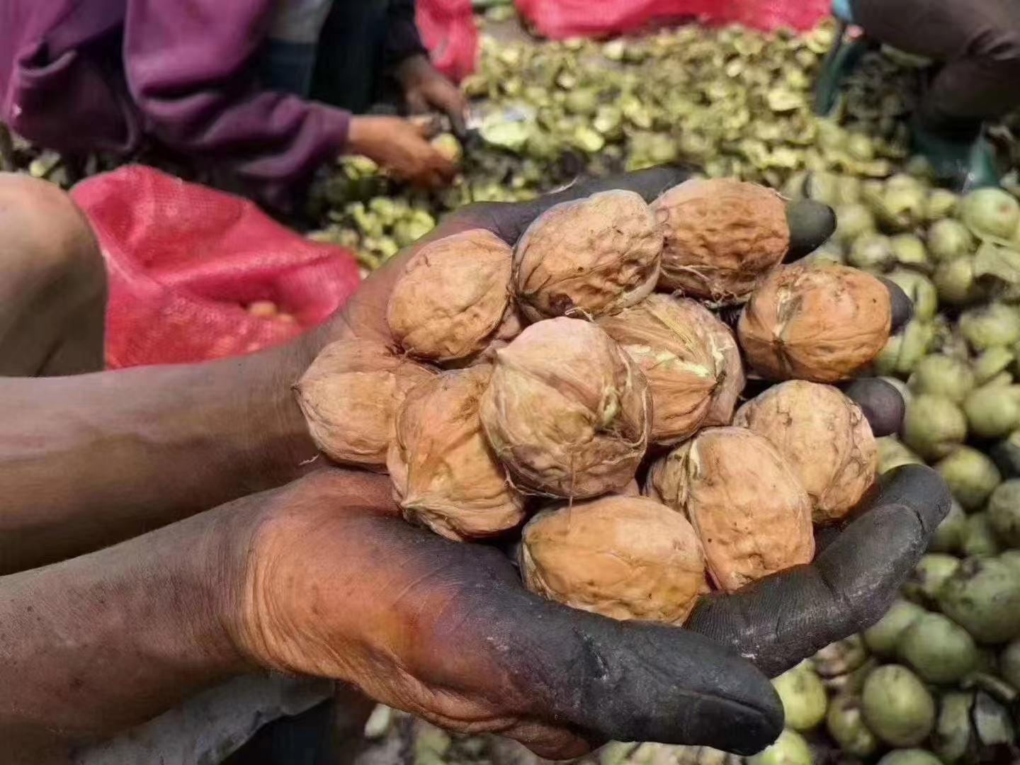 老年人食用核桃场景