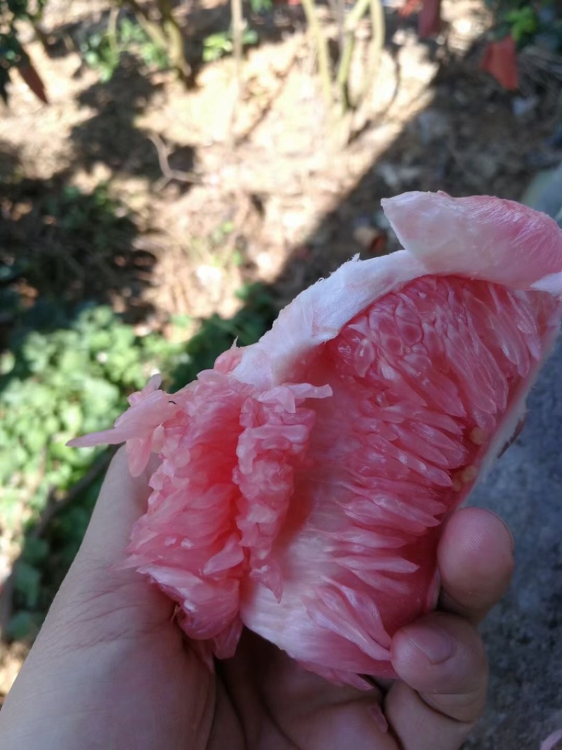 三红蜜柚大量供应中，水份充足，口感细腻甜