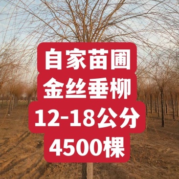 12-13-14-15公分金丝垂柳自家苗圃4500棵绿曦