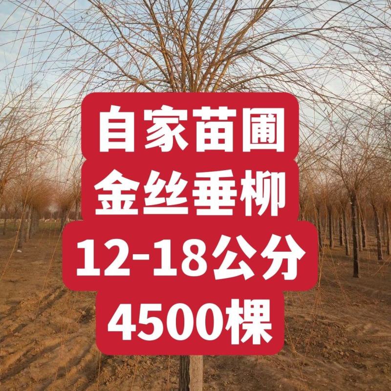 12-13-14-15公分金丝垂柳自家苗圃4500棵绿曦