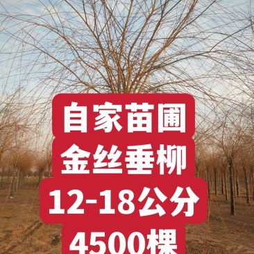 自家苗圃河北金丝垂柳10-12-15公分金丝垂柳