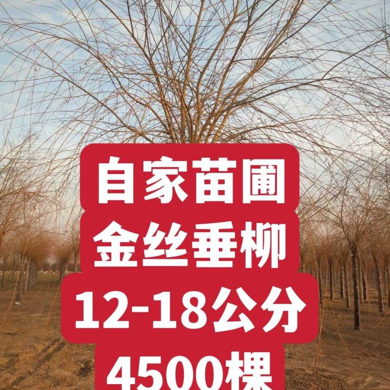 自家苗圃河北金丝垂柳10-12-15公分金丝垂柳