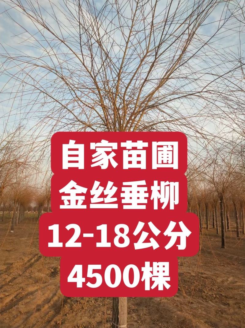 自家苗圃河北金丝垂柳10-12-15公分金丝垂柳