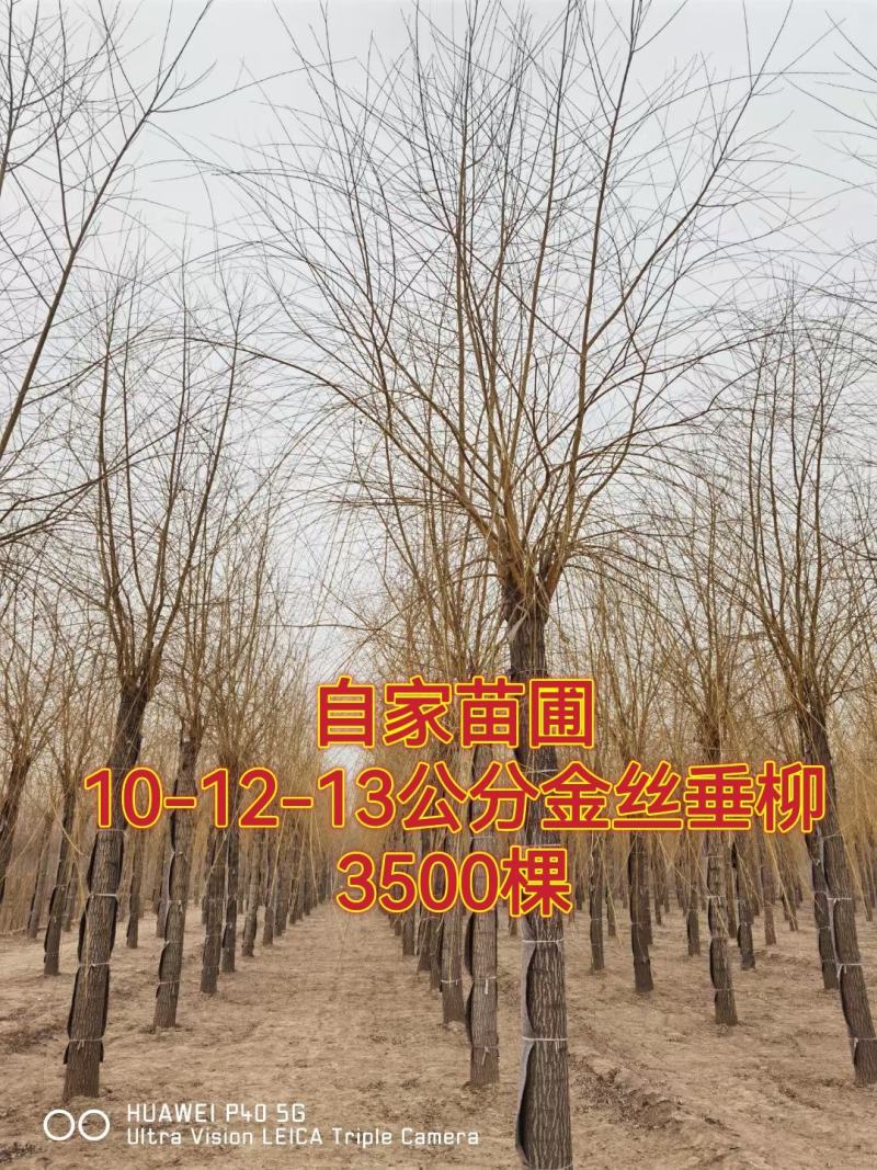 自家苗圃河北金丝垂柳10-12-15公分金丝垂柳