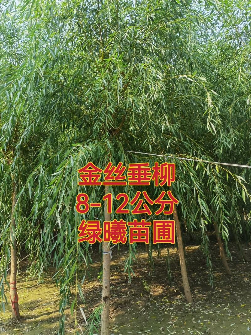 自家苗圃河北金丝垂柳10-12-15公分金丝垂柳