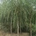自家苗圃河北金丝垂柳10-12-15公分金丝垂柳