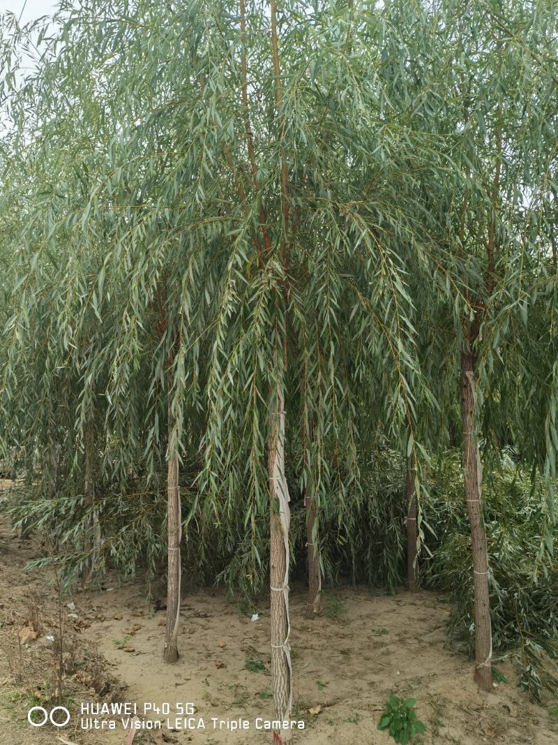 自家苗圃河北金丝垂柳10-12-15公分金丝垂柳