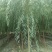 自家苗圃河北金丝垂柳10-12-15公分金丝垂柳