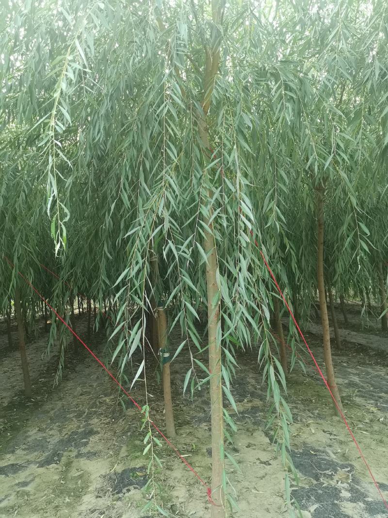 自家苗圃河北金丝垂柳10-12-15公分金丝垂柳