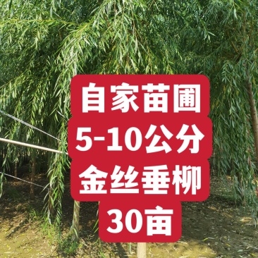 自家苗圃5-6-8-9-10公分金丝垂柳30亩河北绿曦苗