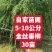 自家苗圃5-6-8-9-10公分金丝垂柳30亩河北绿曦苗