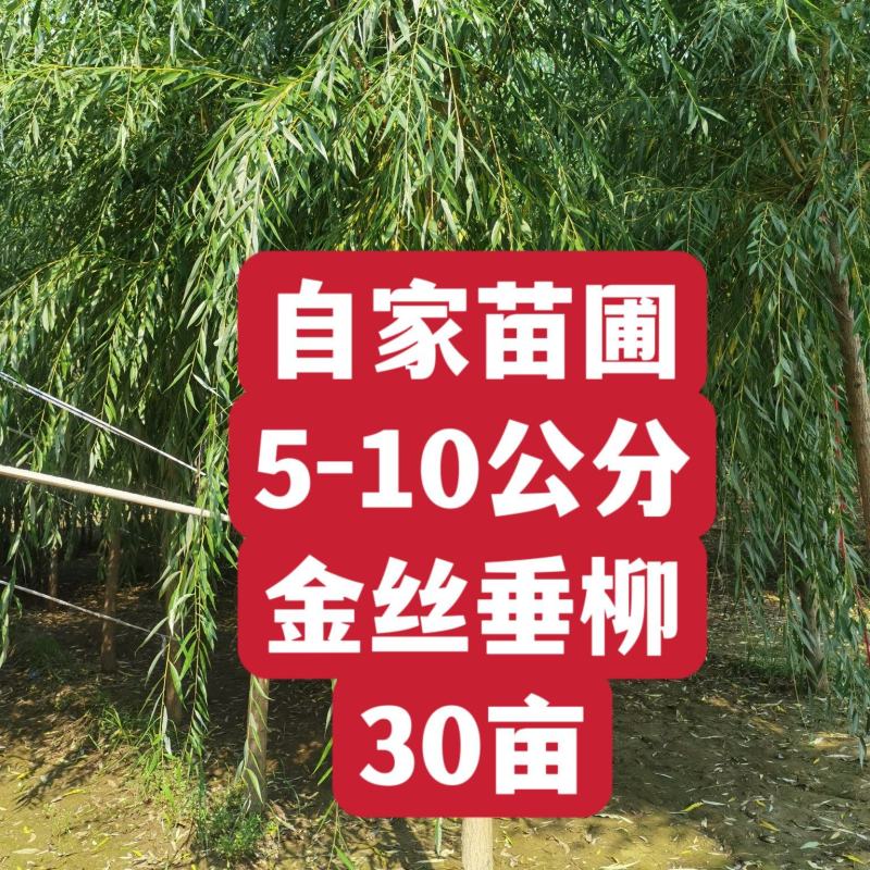 自家苗圃5-6-8-9-10公分金丝垂柳30亩河北绿曦苗