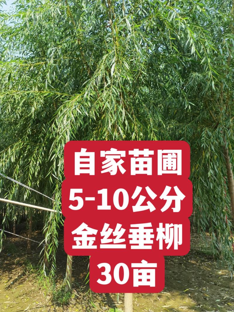 自家苗圃5-6-8-9-10公分金丝垂柳30亩河北绿曦苗