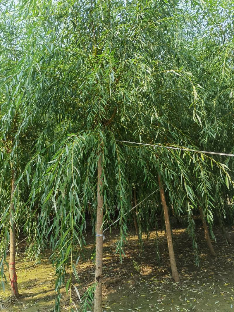 自家苗圃5-6-8-9-10公分金丝垂柳30亩河北绿曦苗
