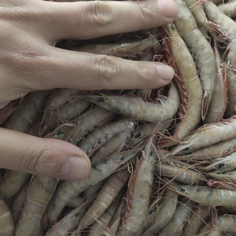 船冻，剑虾，滑皮虾，需要的联系